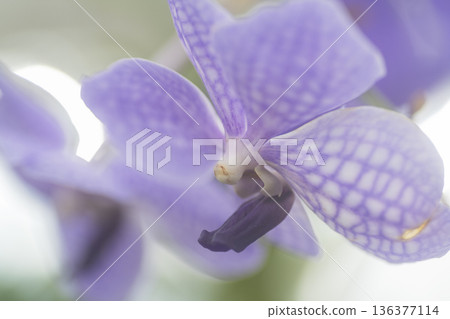 Orchid flower 136377114