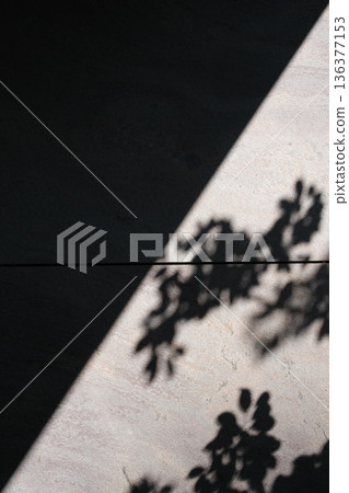 植物的影子和斜光反射在混凝土牆上：極簡主義抽象背景 136377153
