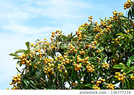 Orange loquat fruit (spring, May) 136377216