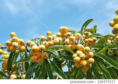 橙色枇杷果實（春季，五月） 136377217