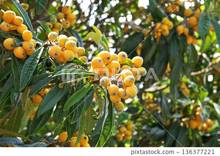 Orange loquat fruit (spring, May) 136377221