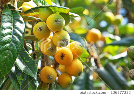 Orange loquat fruit (spring, May) 136377223