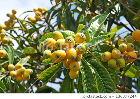 Orange loquat fruit (spring, May) 136377244