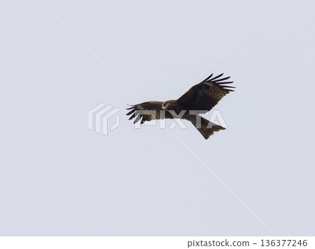 Fly in the sky Fly in the sky 136377246