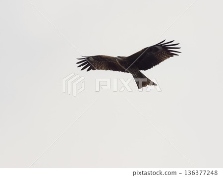 托比在天空中 136377248