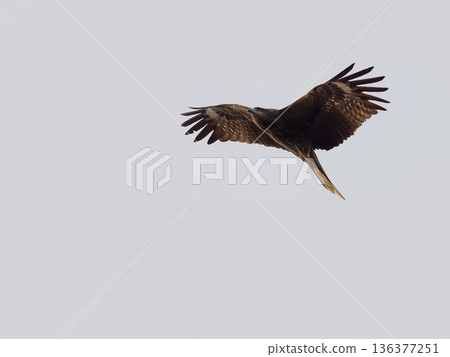 Flying in the sky 136377251