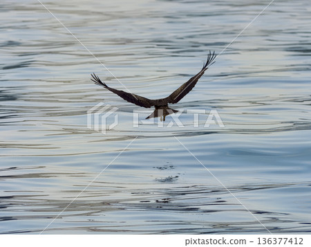 一隻黑鳶低空飛過港口的水面。 一隻黑鳶低空飛過港口的水面。 136377412