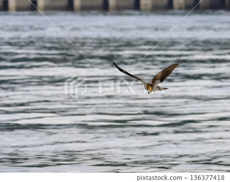 一隻黑鳶低空飛過台灣基隆港的水面。 一隻黑鳶低空飛過台灣基隆港的水面。 136377418