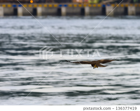 A kite flying low over the waters of Keelung Port, Taiwan 136377419