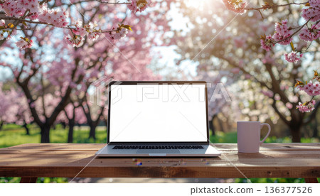 Spring, remote working. Laptop blank screen wooden table cherry blossom spring sunlight outdoor workspace mug nature serenity and focus 136377526