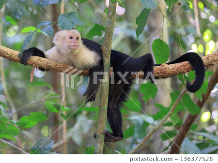 Capuchin monkey in a tree in the forest jungle, Costa Rica  136377528