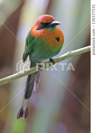 Broad-billed motmot in the tree forest in Costa Rica, Arenal Volcano area Broad-billed motmot in the tree forest in Costa Rica, Arenal Volcano area 136377532