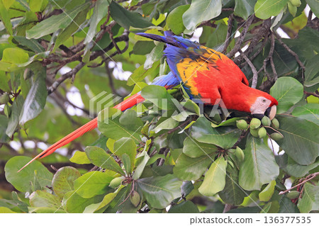 Scarlet macaw in the tree forest in Costa Rica, Punta Arenas area 136377535