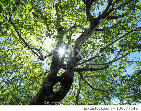 Looking up at the fresh green trees 136377549