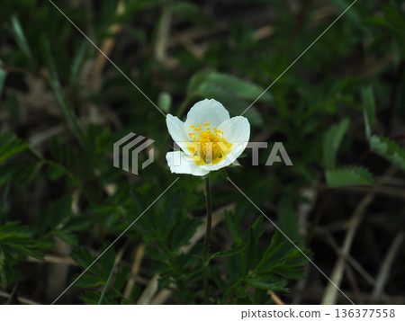 阿留申花在高地沼澤盛開 136377558