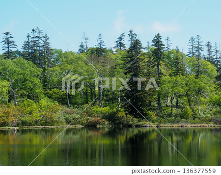 鮮嫩的樹木和針葉樹 136377559