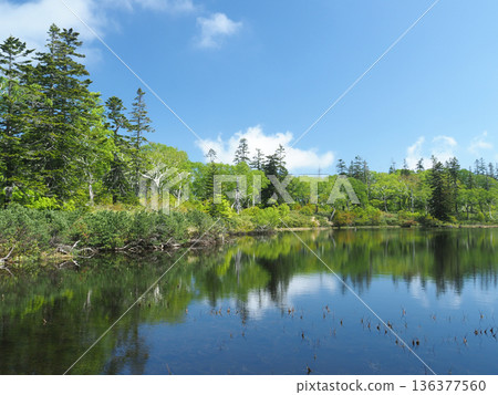 廣闊的申泉濕地和翠綠的樹木 136377560