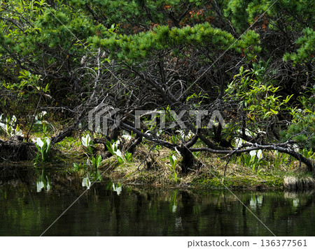 神泉沼澤的臭菘 136377561
