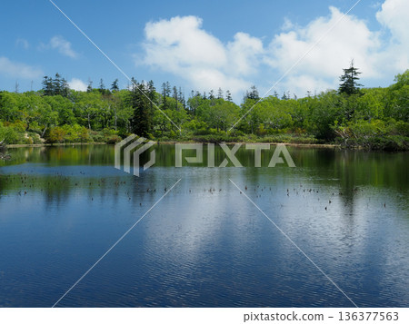 水面上的水生植物和雲朵 水面上的水生植物和雲朵 136377563