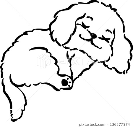 Cozy home happy cavoodle dog sleeping curled up outline adorable post hand drawn Cozy home happy cavoodle dog sleeping curled up outline adorable post hand drawn 136377574