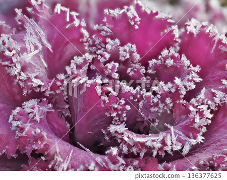 霜紅金魚草的特寫 136377625