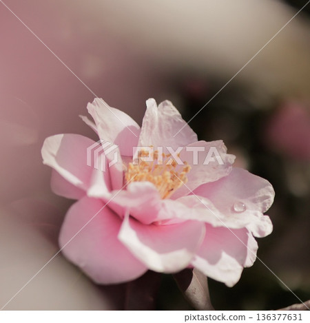 Pink Sasanqua Pink Sasanqua 136377631