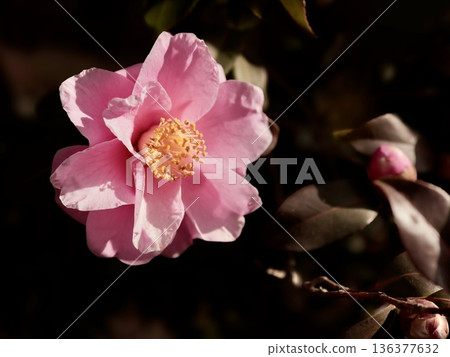 Sasanqua close-up 136377632