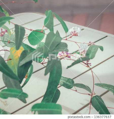 Plants on a white table Plants on a white table 136377637