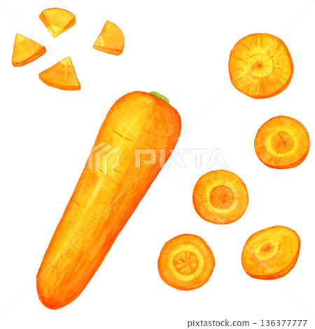 手繪水彩胡蘿蔔套裝 | 包含整根胡蘿蔔、胡蘿蔔片和銀杏片的蔬菜插圖 手繪水彩胡蘿蔔套裝 | 包含整根胡蘿蔔、胡蘿蔔片和銀杏片的蔬菜插圖 136377777