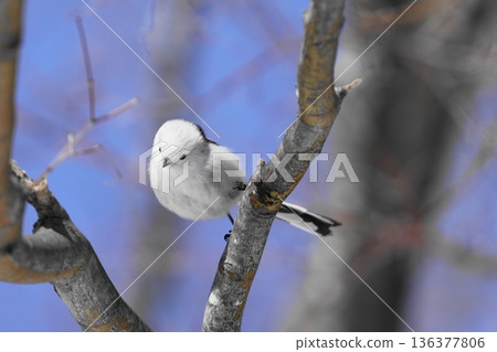 Shimaneenaga sticks to the tree branch 136377806