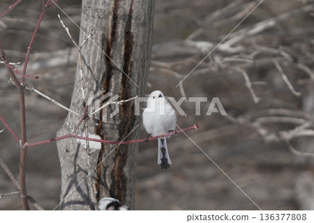 Shimaneenaga堅持分支機構 Shimaneenaga堅持分支機構 136377808