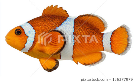 Clownfish tropical fish orange white stripe marine animal isolated underwater detail vibrant color 136377979