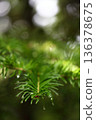 Fir leaves and raindrops 136378675