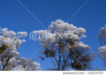 Snow-covered wood 136378707