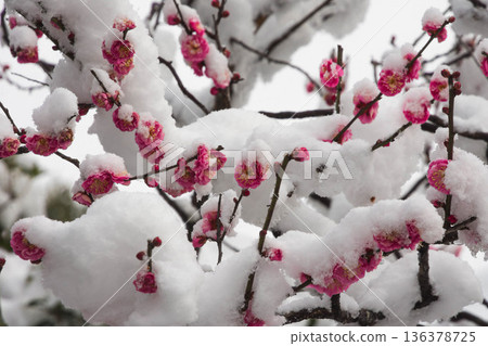 雪中的紅梅花 雪中的紅梅花 136378725