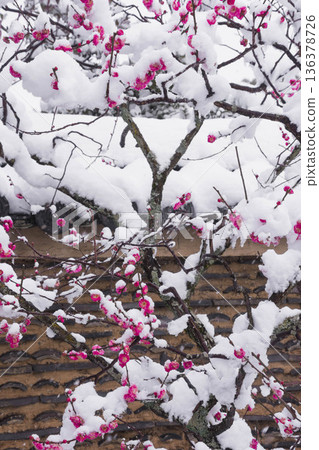 雪中的紅梅花 雪中的紅梅花 136378726