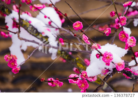 雪中的紅梅花 雪中的紅梅花 136378727