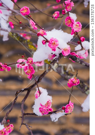 雪中的紅梅花 雪中的紅梅花 136378728