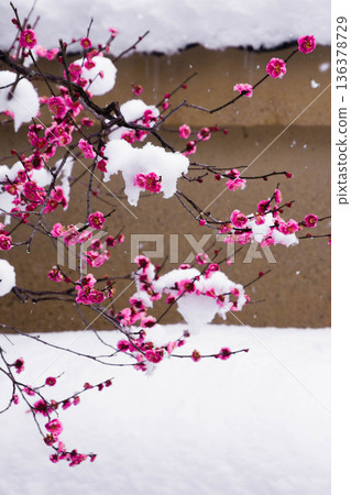 雪中的紅梅花 136378729