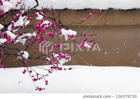 雪中的紅梅花 雪中的紅梅花 136378730