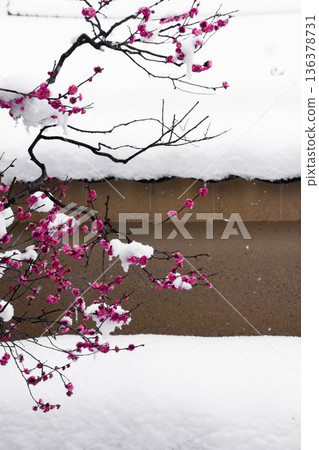 雪中的紅梅花 雪中的紅梅花 136378731