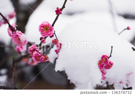 雪中的紅梅花 136378732
