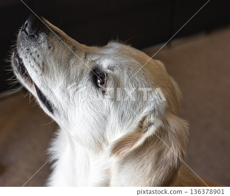 Dog labrador close-up in the interior of the house. 136378901
