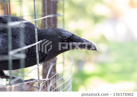 Portrait a domestic crow looks out of its cage. 136378902