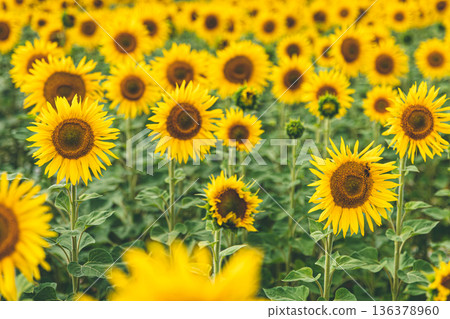 Field with many blooming sunflowers, summer concept. 136378960