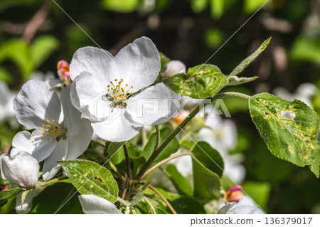 flowering Crabapple tree closeup 136379017