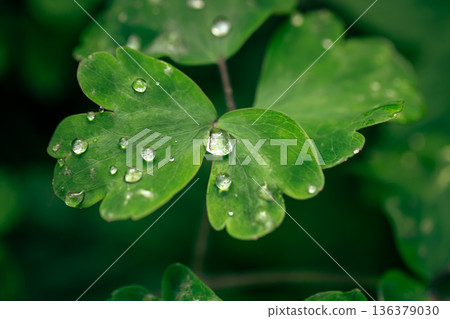 Fresh green leaves with dew drops close up. Fresh green leaves with dew drops close up. 136379030