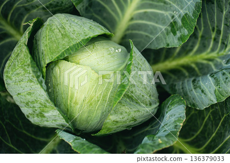 Fresh ground-cabbage in the garden close-up, textured natural background. Fresh ground-cabbage in the garden close-up, textured natural background. 136379033