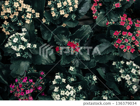 Bright background with lots of floral texture. Bright background with lots of floral texture. 136379034