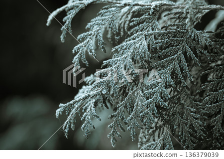 Spruce twigs covered with frost close up. 136379039